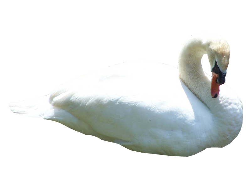 swan_png___by_alzstock-d4icdwr